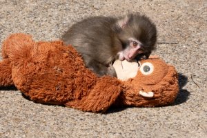 Punch cuddling his orangutan toy