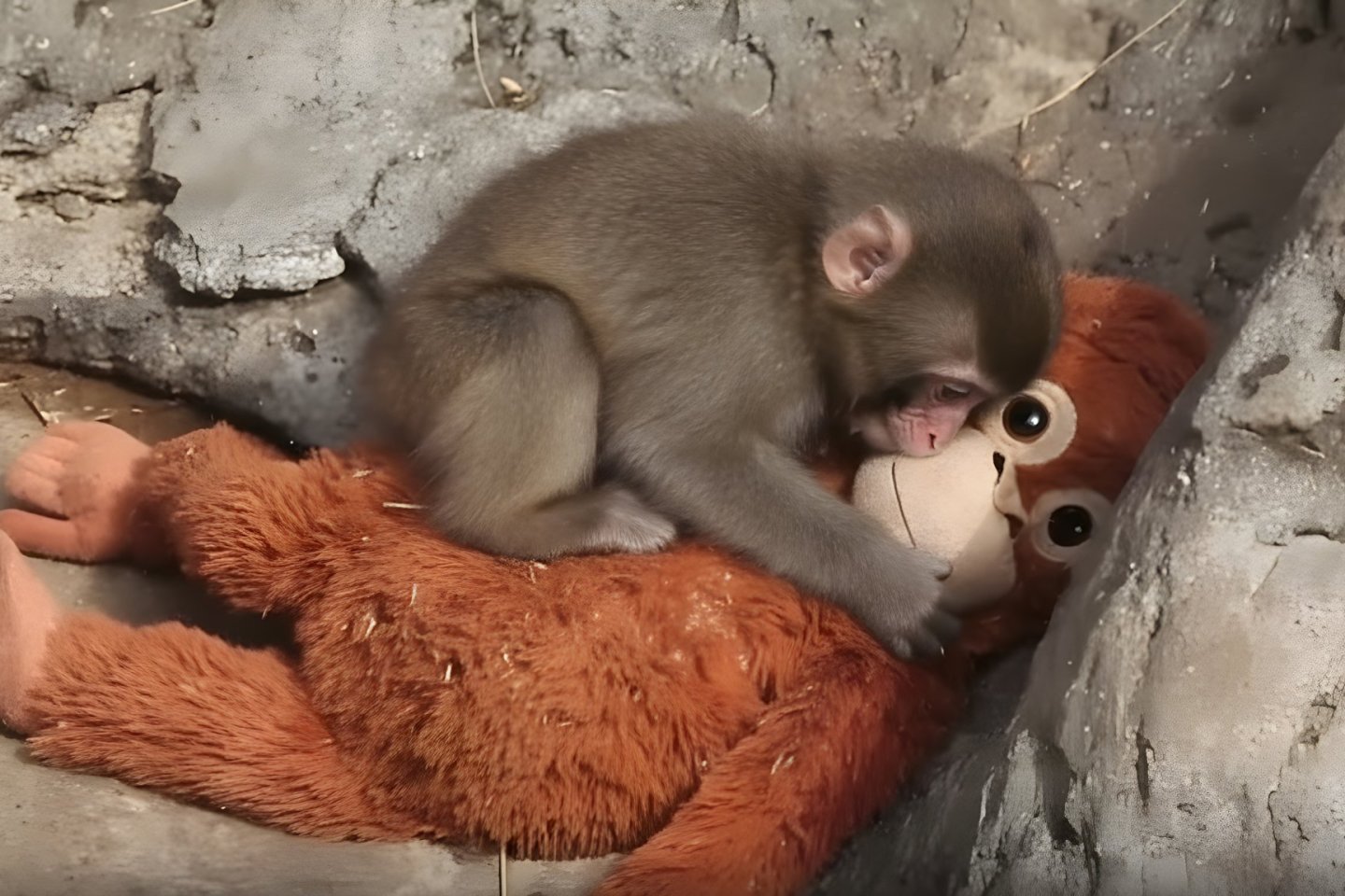 Punch the Monkey reunited with his mother Cleopatra