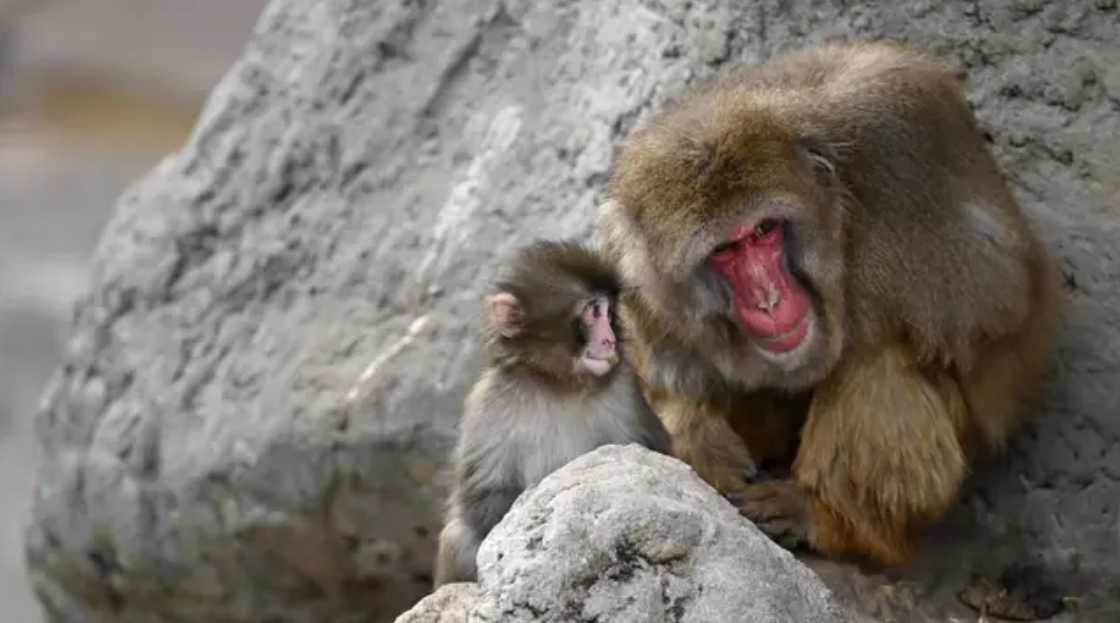 Punch looking back at his stuffed toy