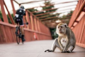 Macaque at the zoo