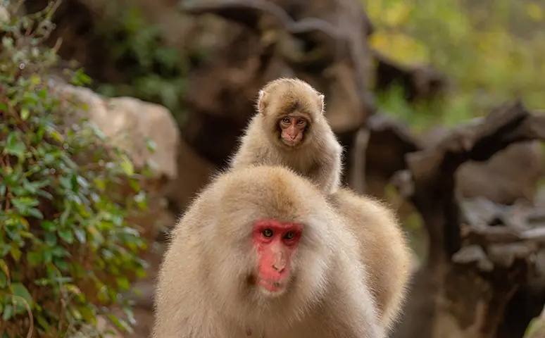 Punch sitting near his mother Cleopatra